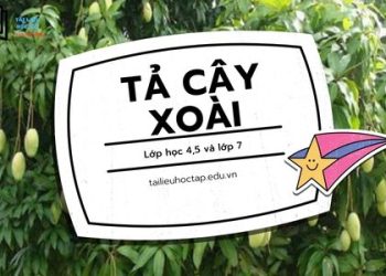 Bài văn tả cây xoài lớp 4,5,7 ngắn gọn đặt điểm cao