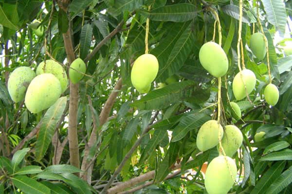 Bài văn tả cây xoài dài lớp 4