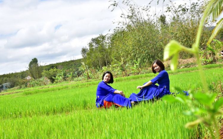 10+ Bài Văn Tả Cánh Đồng Lúa Chín Lớp 5 Ngắn Gọn Nhất