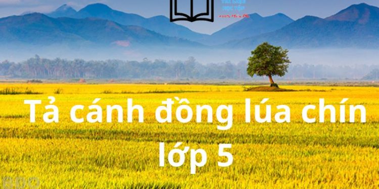 Bài Văn Tả Cánh Đồng Lúa Chín Lớp 5 Ngắn Gọn Nhất Việt Nam