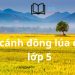 Bài Văn Tả Cánh Đồng Lúa Chín Lớp 5 Ngắn Gọn Nhất Việt Nam
