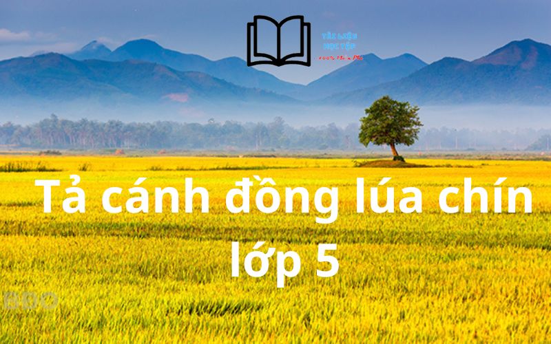 Bài Văn Tả Cánh Đồng Lúa Chín Lớp 5 Ngắn Gọn Nhất Việt Nam