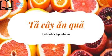 Top 17+ bài văn tả cây ăn quả lớp 4 và 5 mà em yêu thích ngắn gọn