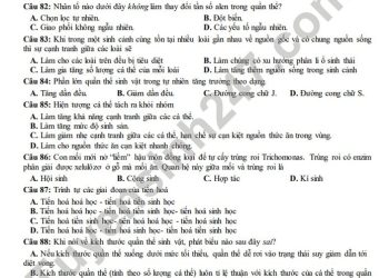 Bộ đề thi học kì 2 môn sinh lớp 12 mới nhất năm 2023