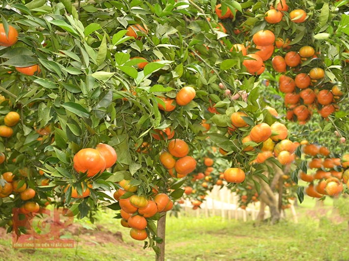 Tả cây ăn quả cây cam