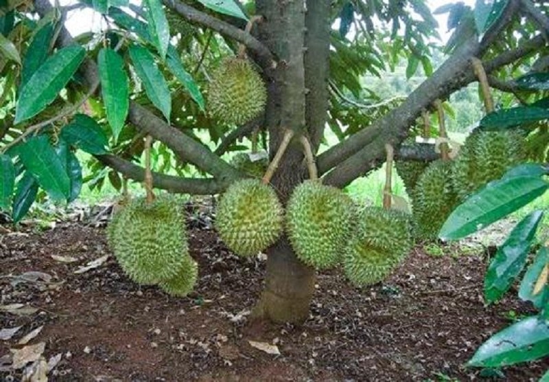 Tả cây ăn quả cây sầu riêng