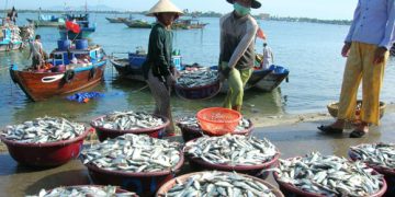 Trắc nghiệm bài 24 địa 12: Vấn đề phát triển thủy sản và lâm nghiệp