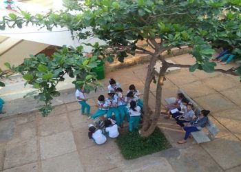 Top 4 bài văn tả cây bàng lớp 4 ngắn gọn, hay nhất 9,5đ