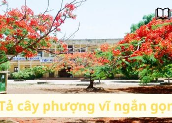 Bài văn tả cây phượng vĩ lớp 4,5,6 và 7 ngắn gọn