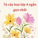 Top 7 bài văn tả cây hoa lớp 4 ngắn gọn nhất chấm 8 điểm