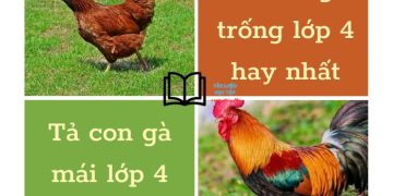 2 bài văn tả con gà trống, gà mái lớp 4 hay nhất, dài nhất