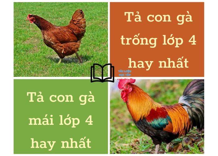2 bài văn tả con gà trống, gà mái lớp 4 hay nhất, dài nhất