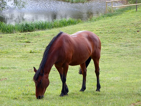 Bài văn tả con vật lớp 5 ngắn gọn - tả con ngựa