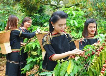 29 câu trắc nghiệm địa 12 bài 37: Vấn đề khai thác ở thế mạnh Tây Nguyên