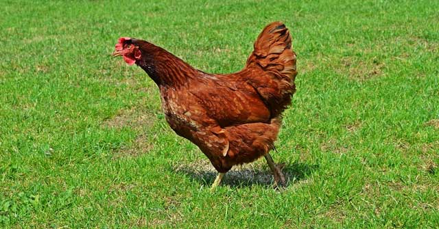 Bài văn tả con vật lớp 4 ngắn gọn - tả con gà