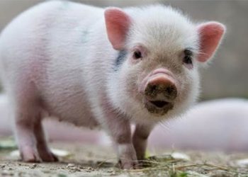 2 bài văn tả con lợn lớp 4,5 nhà em dài nhất, hay nhất