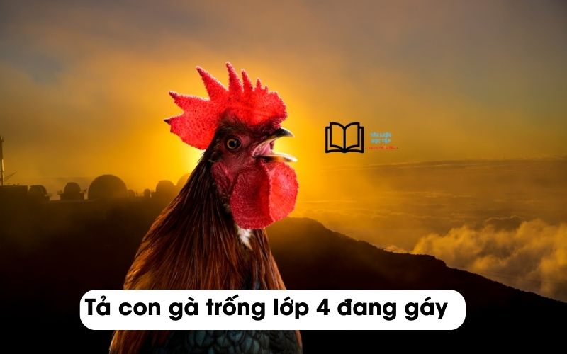 Bài văn tả con gà trống lớp 4 ngắn gọn nhất