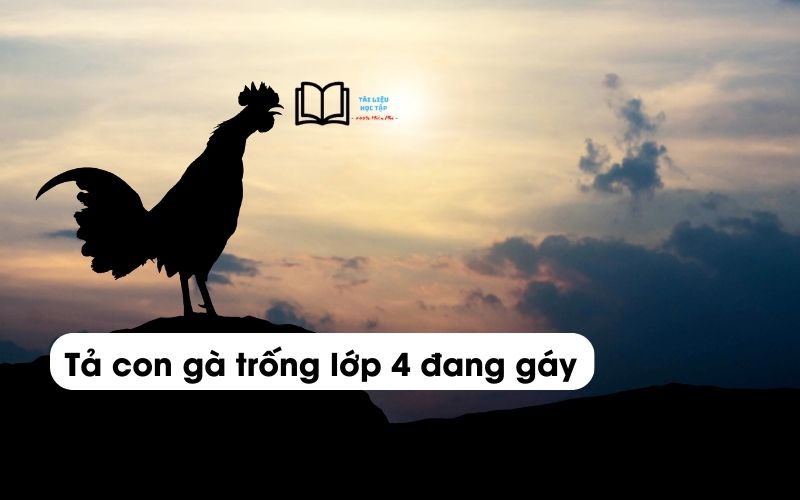 Văn tả con gà trống lớp 4 ngắn nhất