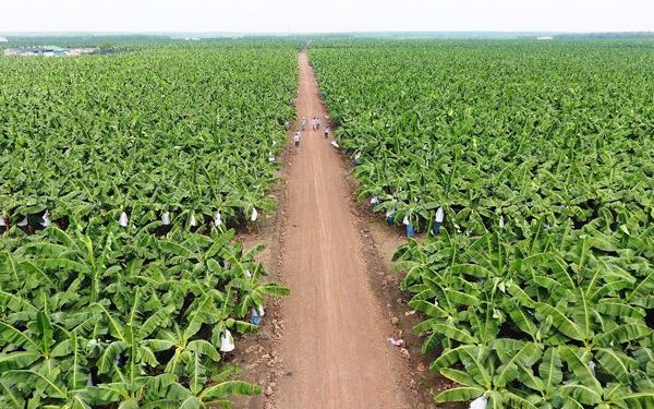 Làm online 15 câu hỏi trắc nghiệm địa 12 bài 25 có đáp án