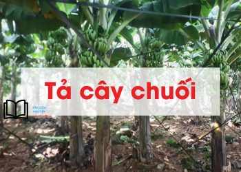 bài văn tả cây chuối