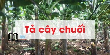 bài văn tả cây chuối
