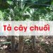 bài văn tả cây chuối