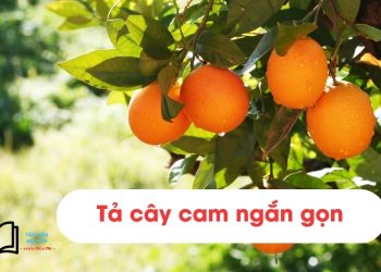 Bài văn tả cây cam lớp 4 ngắn gọn