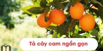 Bài văn tả cây cam lớp 4 ngắn gọn