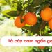 Bài văn tả cây cam lớp 4 ngắn gọn