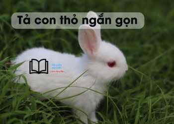 bai-van-ta-con-tho-ngan-gon-lop-3-4-5-6