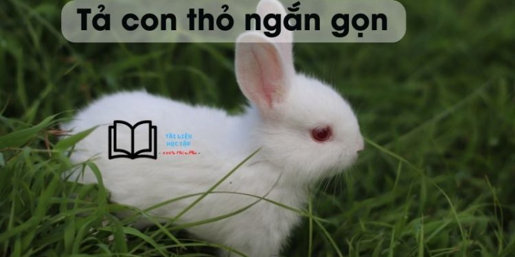 bai-van-ta-con-tho-ngan-gon-lop-3-4-5-6