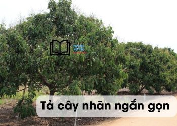 Văn tả cây nhãn lớp 4,5 ngắn gọn nhất