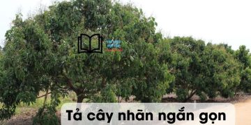 Văn tả cây nhãn lớp 4,5 ngắn gọn nhất