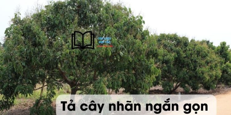 Văn tả cây nhãn lớp 4,5 ngắn gọn nhất
