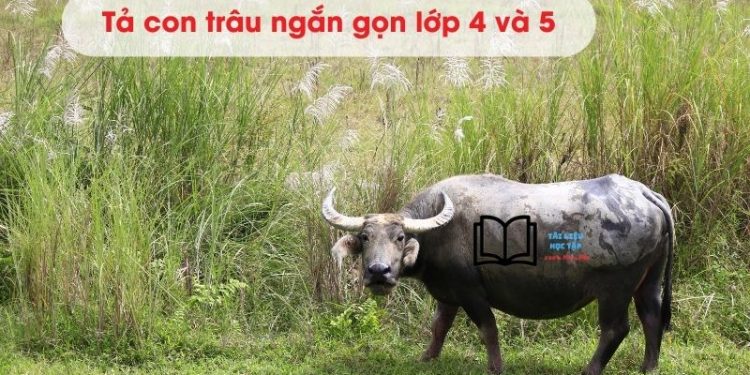 bai-van-ta-con-trau-ngan-gon-lop-4