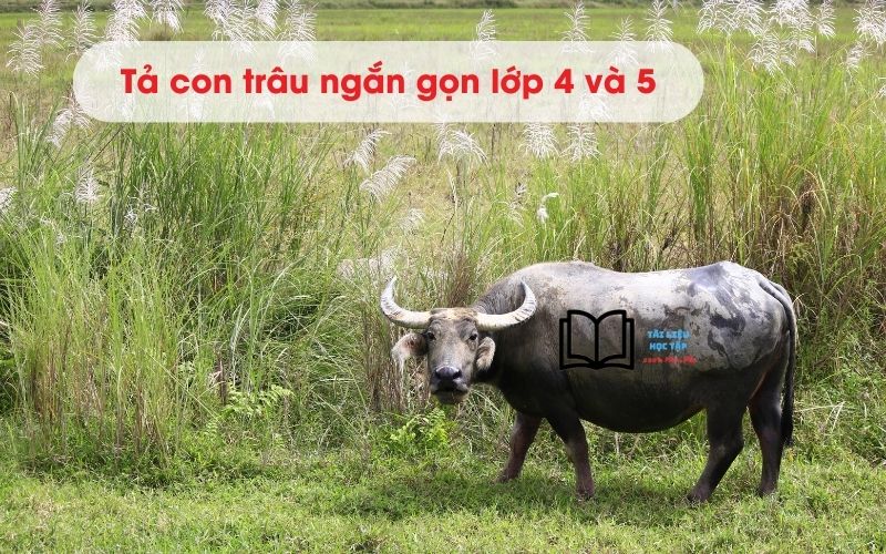 Tả Quần Cho Bà Bầu: Lựa Chọn Hoàn Hảo Để Mẹ Thoải Mái Suốt Thai Kỳ