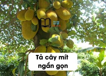 ta-cay-mit-ngan-gon