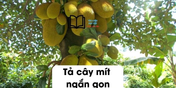 ta-cay-mit-ngan-gon