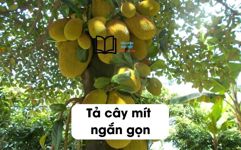 Bài văn mẫu 3: Cây mít trong vườn