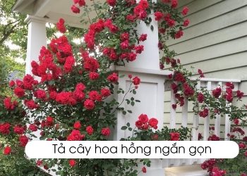 10 bài văn tả cây hoa hồng lớp 4 và 5 ngắn gọn, dễ đọc nhất