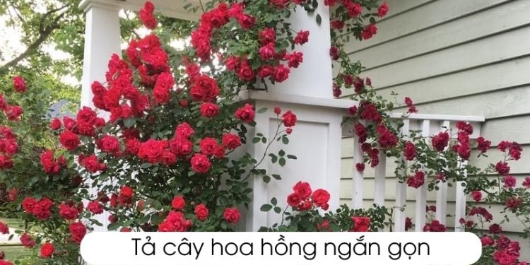 10 bài văn tả cây hoa hồng lớp 4 và 5 ngắn gọn, dễ đọc nhất