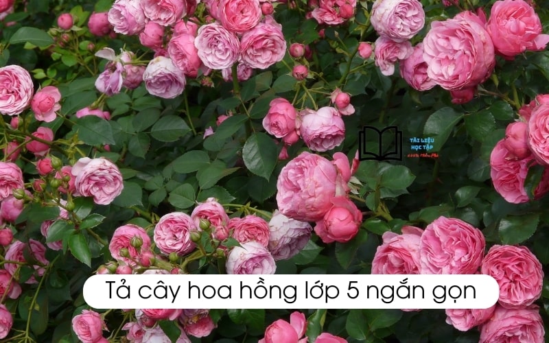 Tả cây hoa hồng lớp 5 ngắn gọn nhất