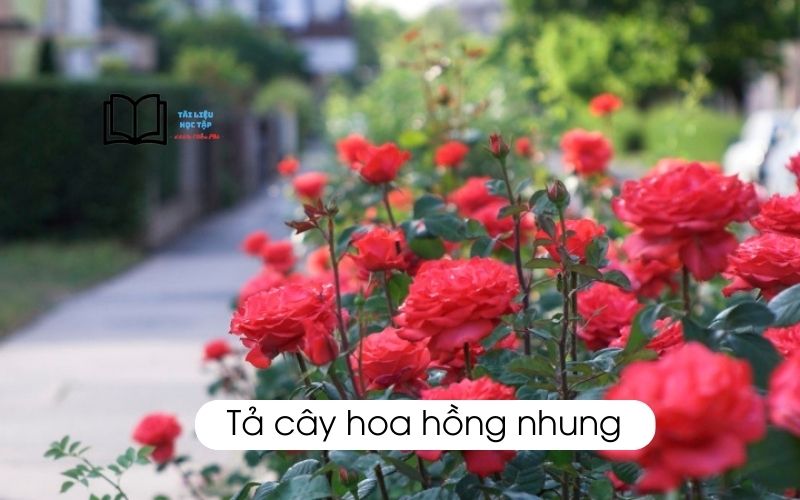 Văn tả cây hoa hồng nhung lớp 5 ngắn gọn nhất