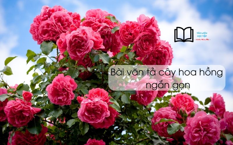 bài văn tả cây hoa hồng lớp 4 và 5 ngắn gọn nhất