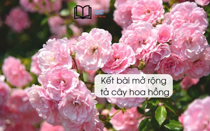 Kết bài mở rộng tả cây hoa hồng