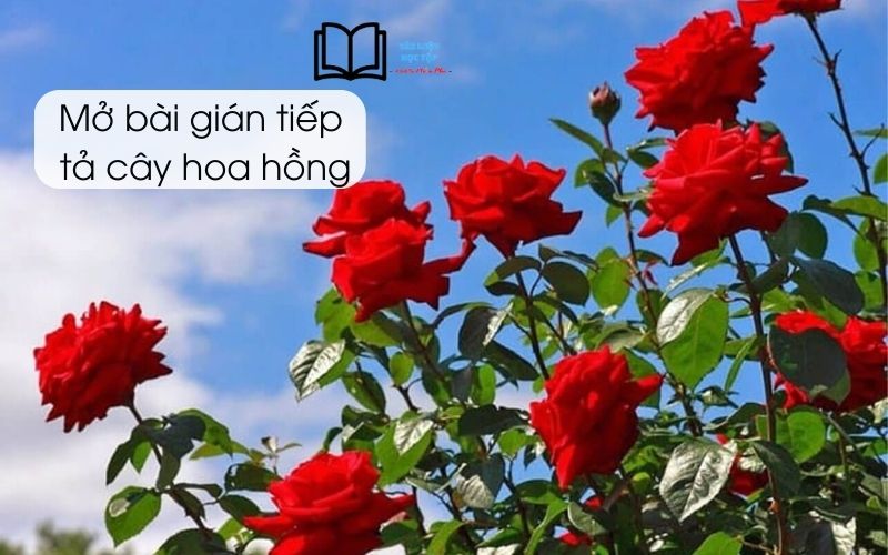 Mở Bài Gián Tiếp Tả Cây Hoa Hồng: Hướng Dẫn Chi Tiết và Sáng Tạo