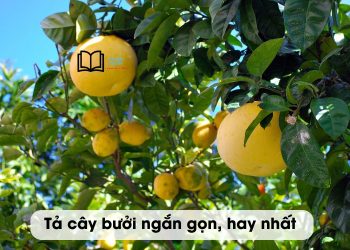 bài văn tả cây bưởi lớp 4 và 5 ngắn gọn, hay nhất