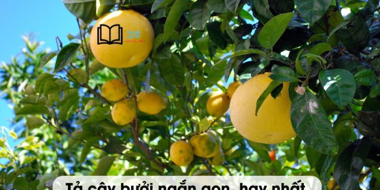 bài văn tả cây bưởi lớp 4 và 5 ngắn gọn, hay nhất