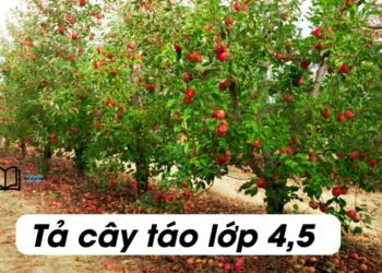 Văn tả cây táo lớp 4 và 5 ngắn gọn, hay nhất