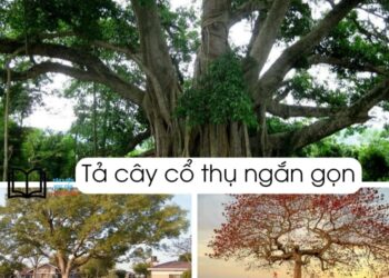 Bài văn tả cây cổ thụ lớp 5 và 4 ngắn gọn nhất